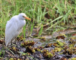 Cattle Egret (2), 西方牛背鹭, Bubulcus ibis Thumbnail