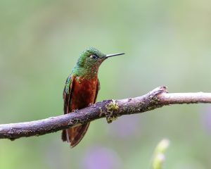 Chestnut-breasted Coronet, 栗胸冕蜂鸟, Boissonneaua matthewsii Thumbnail