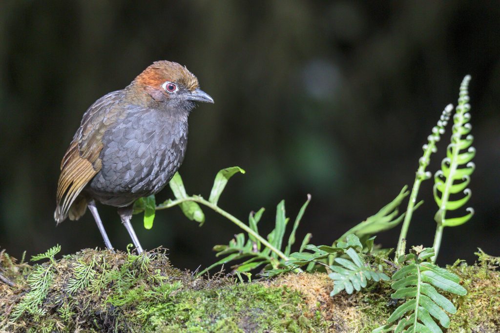 Chestnut-naped Antpitta, 栗枕蚁鸫, Grallaria nuchalis