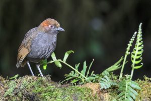 Chestnut-naped Antpitta, 栗枕蚁鸫, Grallaria nuchalis Thumbnail