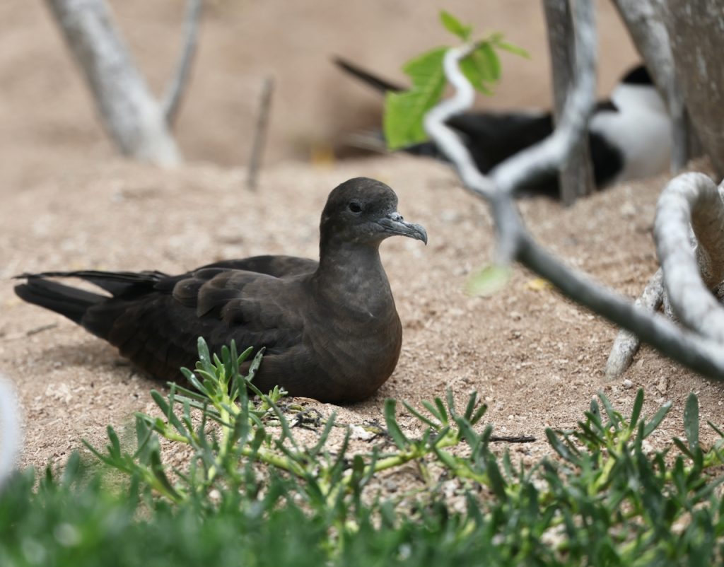 Christmas Shearwater, 黑鹱, Puffinus nativitatis