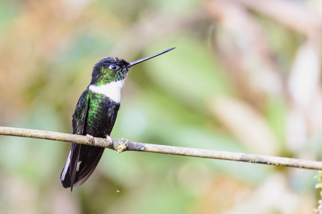Collared Inca, 领星额蜂鸟, Coeligena torquata