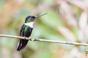 Collared Inca, 领星额蜂鸟, Coeligena torquata Thumbnail