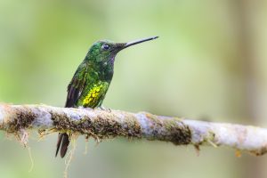 Empress Brilliant, 皇辉蜂鸟, Heliodoxa imperatrix Thumbnail
