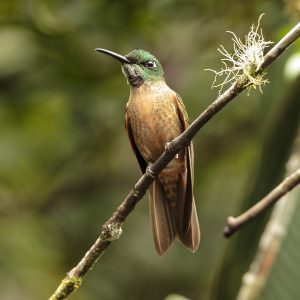 Fawn-breasted Brilliant, 棕胸辉蜂鸟, Heliodoxa rubinoides Thumbnail