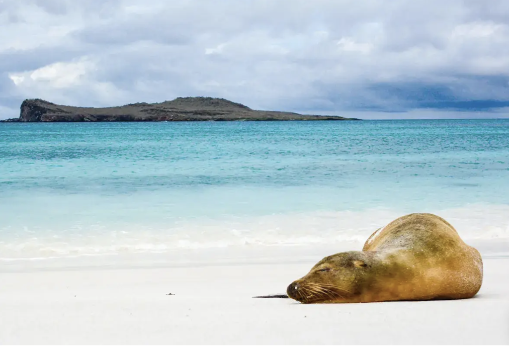 Galagapos Sea Lion, 加拉帕戈斯群岛海狮