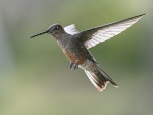 Giant Hummingbird, 巨蜂鸟, Patagona gigas Thumbnail