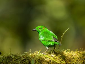Glistening-green Tanager, 辉绿雀, Chlorochrysa phoenicotis Thumbnail
