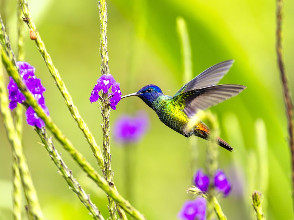 Golden-tailed Sapphire – Zafiro Colidorado – Chrysuronia oenone-1463