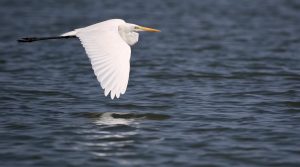 Great Egret, 大白鹭, Ardea alba Thumbnail