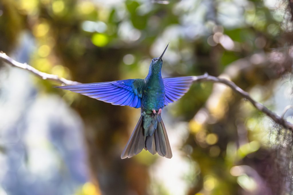 Great Sapphirewing, 金尾蜂鸟, Chrysuronia oenone