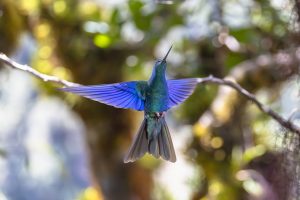 Great Sapphirewing, 金尾蜂鸟, Chrysuronia oenone Thumbnail