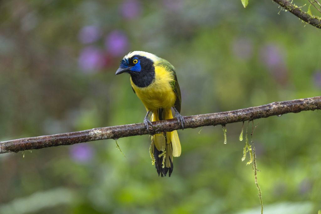 Green Jay, 绿蓝鸦, Cyanocorax luxuosus