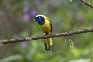 Green Jay, 绿蓝鸦, Cyanocorax luxuosus Thumbnail