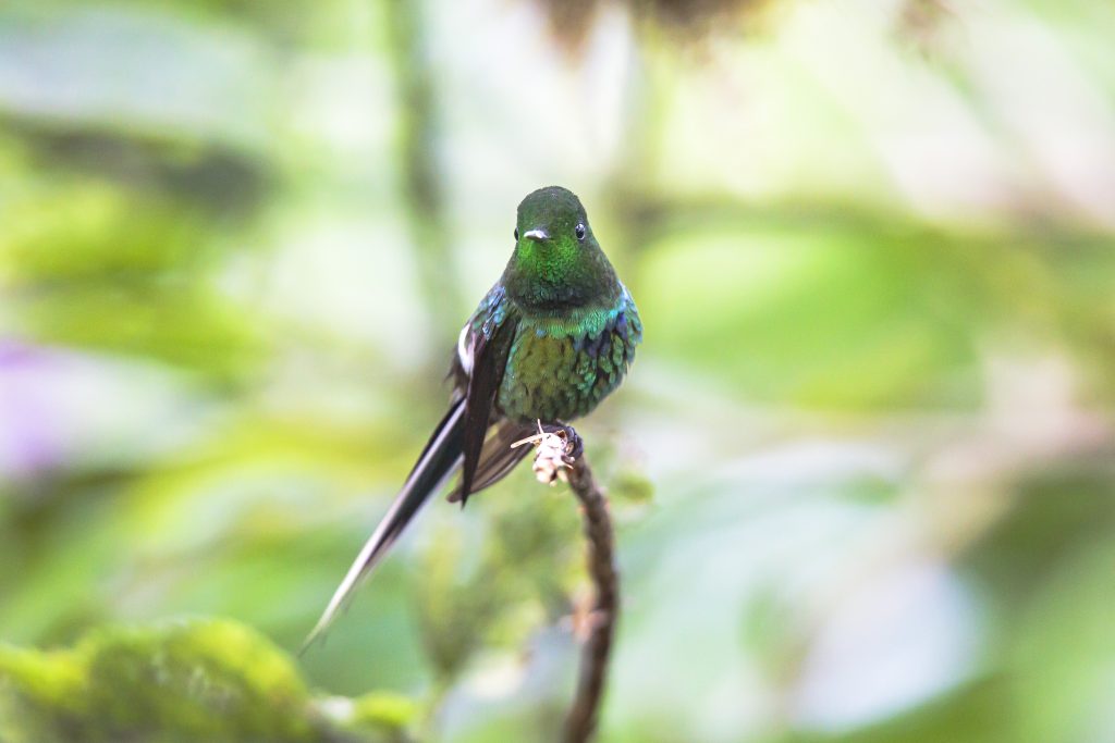 Green-Thorntail, 绿刺尾蜂鸟, Discosura conversii