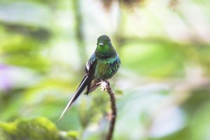 Green-Thorntail, 绿刺尾蜂鸟, Discosura conversii Thumbnail