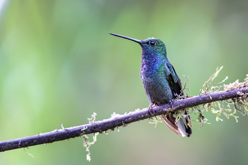 Ecuador: Hummingbirds 15th June 2029 Tour Featured Image