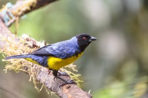 Hooded Mountain Tanager, 黑头山裸鼻雀, Buthraupis montana Thumbnail