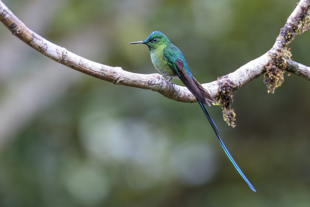 Long-tailed Sylph, 长尾蜂鸟, Aglaiocercus kingii