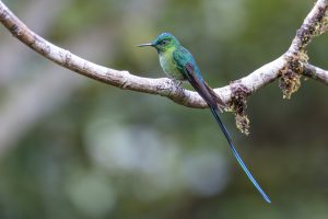 Long-tailed Sylph, 长尾蜂鸟, Aglaiocercus kingii Thumbnail