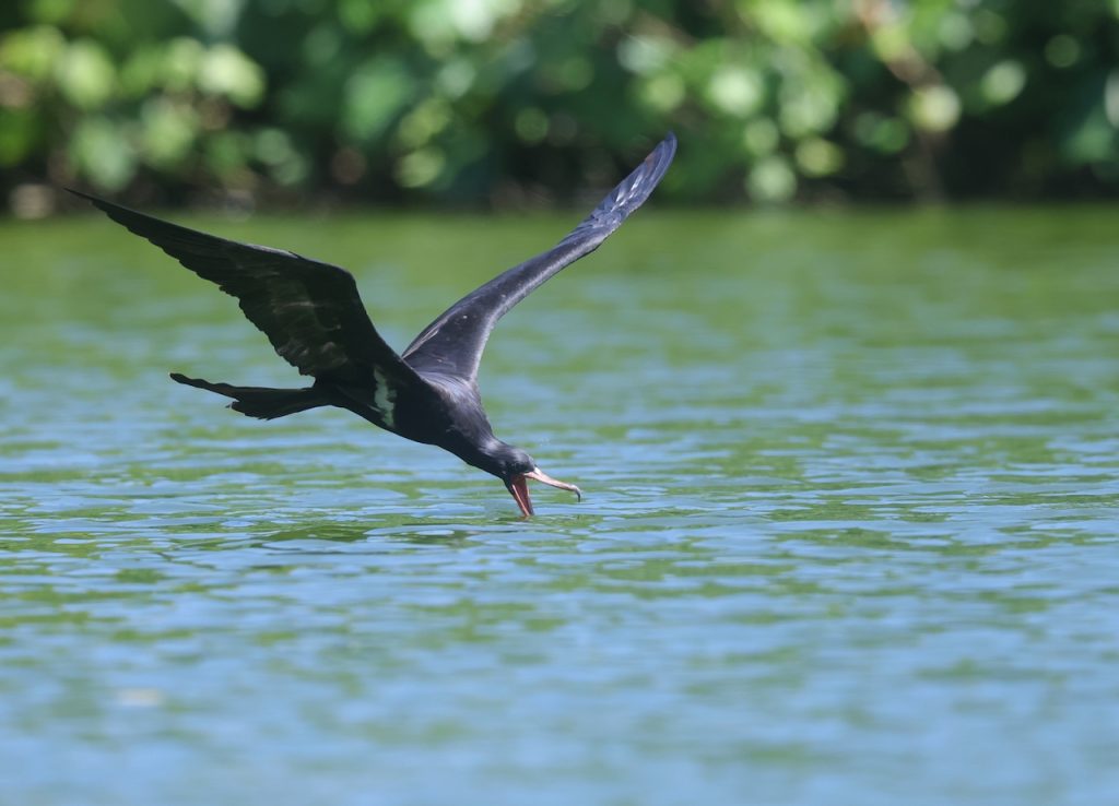 Magnificent Frigatebird, 华丽军舰鸟, Fregata magnificens