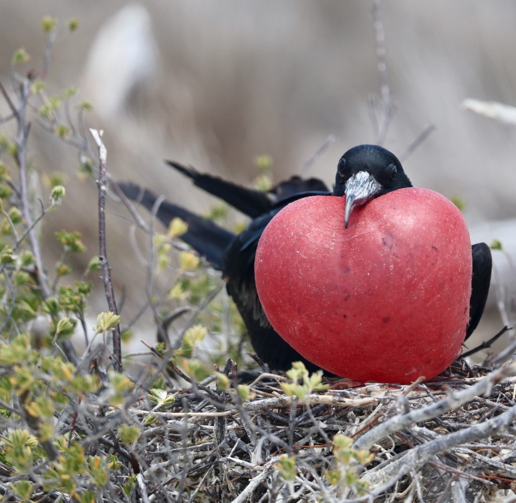 Ecuador: Galapagos Islands 24th June 2027 Tour Featured Image