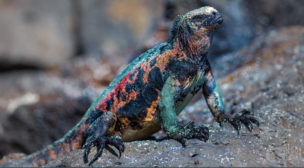 Marine Iguana, 海鬣蜥