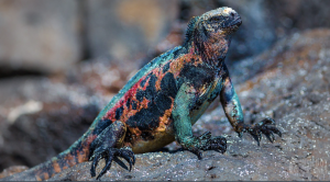 Marine Iguana, 海鬣蜥 Thumbnail