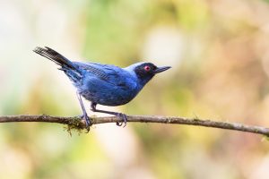 Masked Flowerpiercer, 花脸刺花鸟, Diglossa cyanea Thumbnail