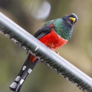 Masked Trogon, 美洲咬鹃, Trogon personatus Thumbnail