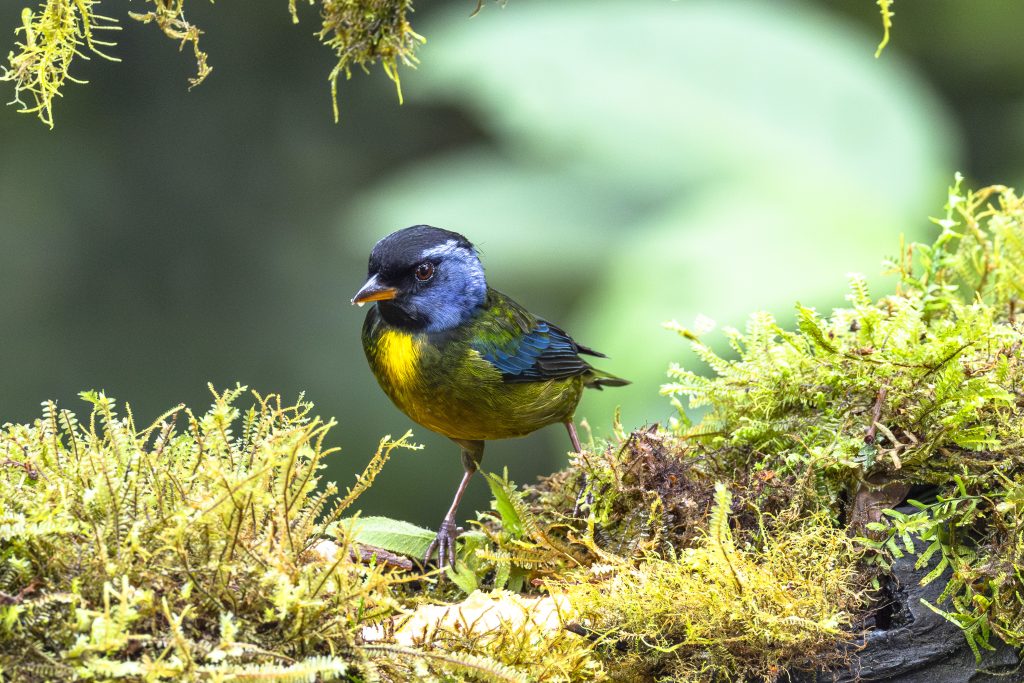 Moss-backed Tanager, 苔背唐纳雀, Bangsia edwardsi