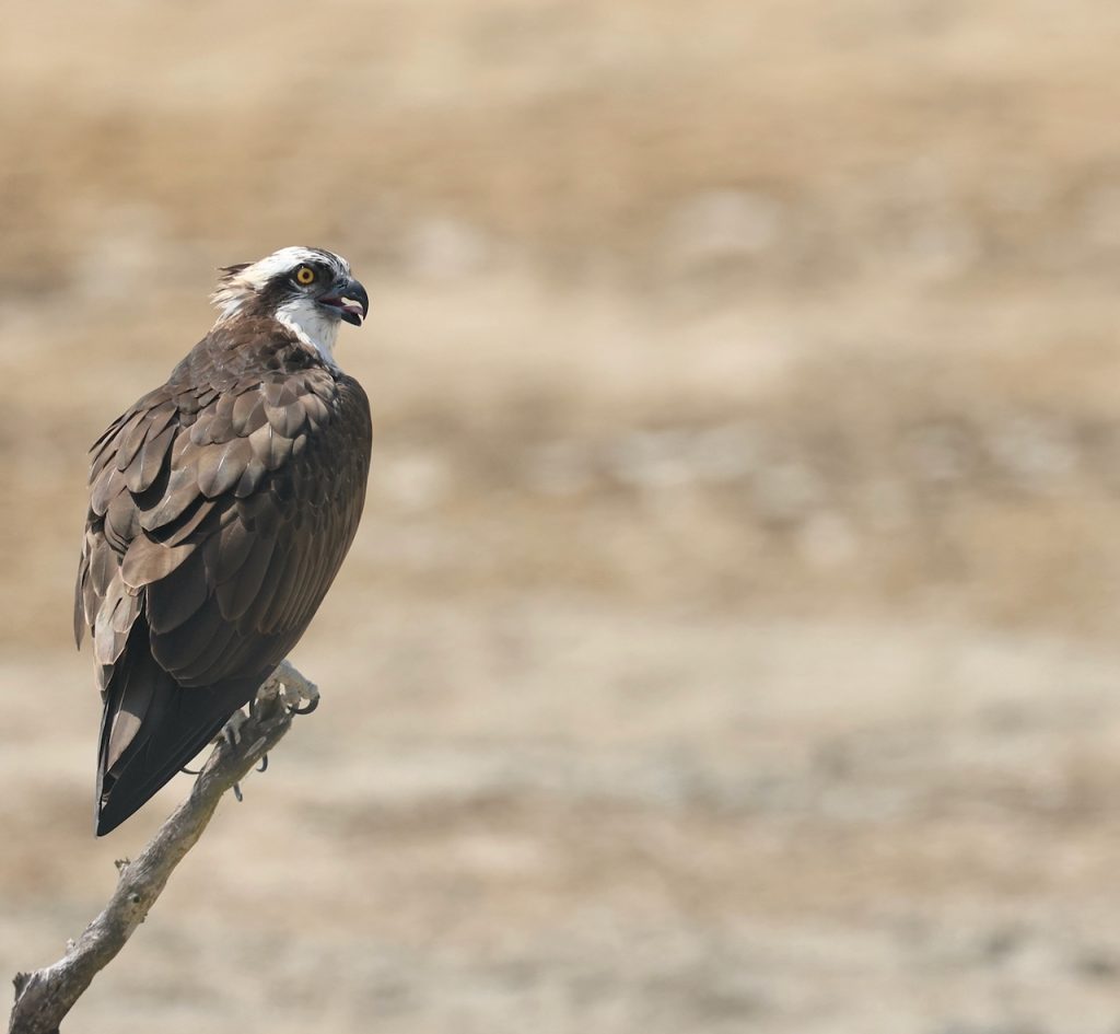 Osprey, 鹗, Pandion haliaetus