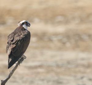 Osprey, 鹗, Pandion haliaetus Thumbnail