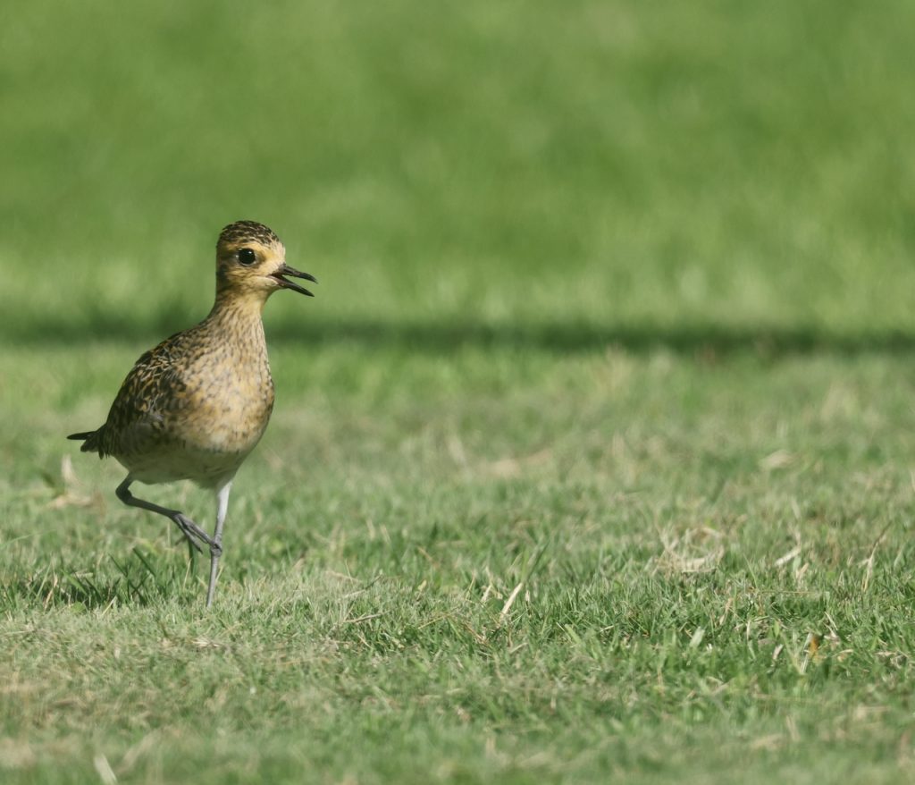 Pacific Golden Plover (1), 金斑鸻, Pluvialis fulva