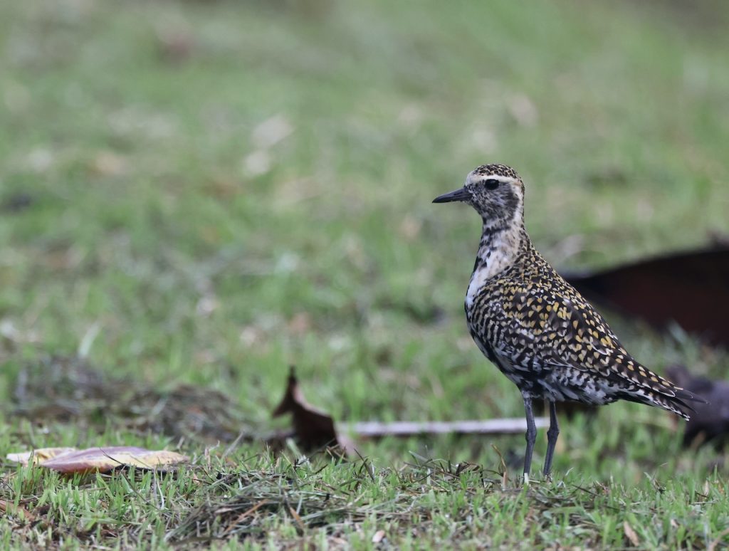 Pacific Golden Plover (2), 金斑鸻, Pluvialis fulva