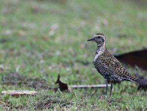 Pacific Golden Plover (2), 金斑鸻, Pluvialis fulva Thumbnail