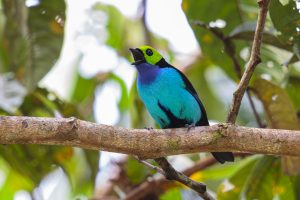 Paradise Tanager, 仙唐加拉雀, Tangara chilensis Thumbnail