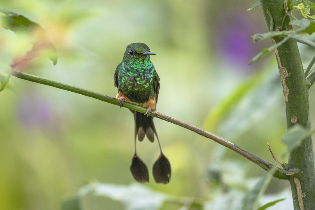 Peruvian Racket-tail, 秘鲁盘尾蜂鸟, Ocreatus peruanus