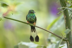 Peruvian Racket-tail, 秘鲁盘尾蜂鸟, Ocreatus peruanus Thumbnail