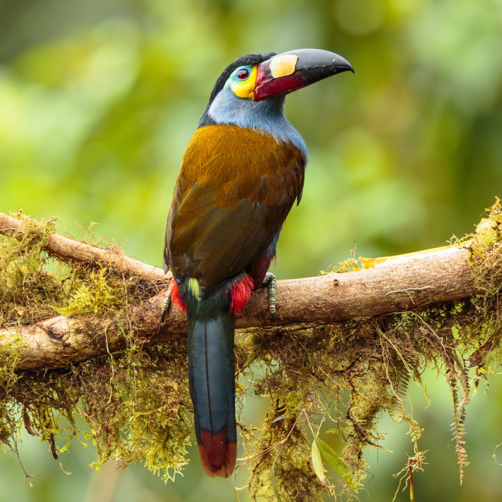 Plate-billed Mountain Toucan, 扁嘴山巨嘴鸟, Andigena laminirostris