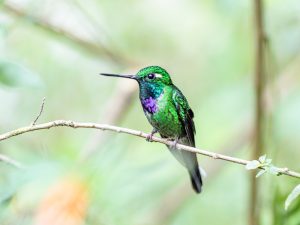 Purple-bibbed Whitetip, 白尾梢蜂鸟, Urosticte benjamini Thumbnail