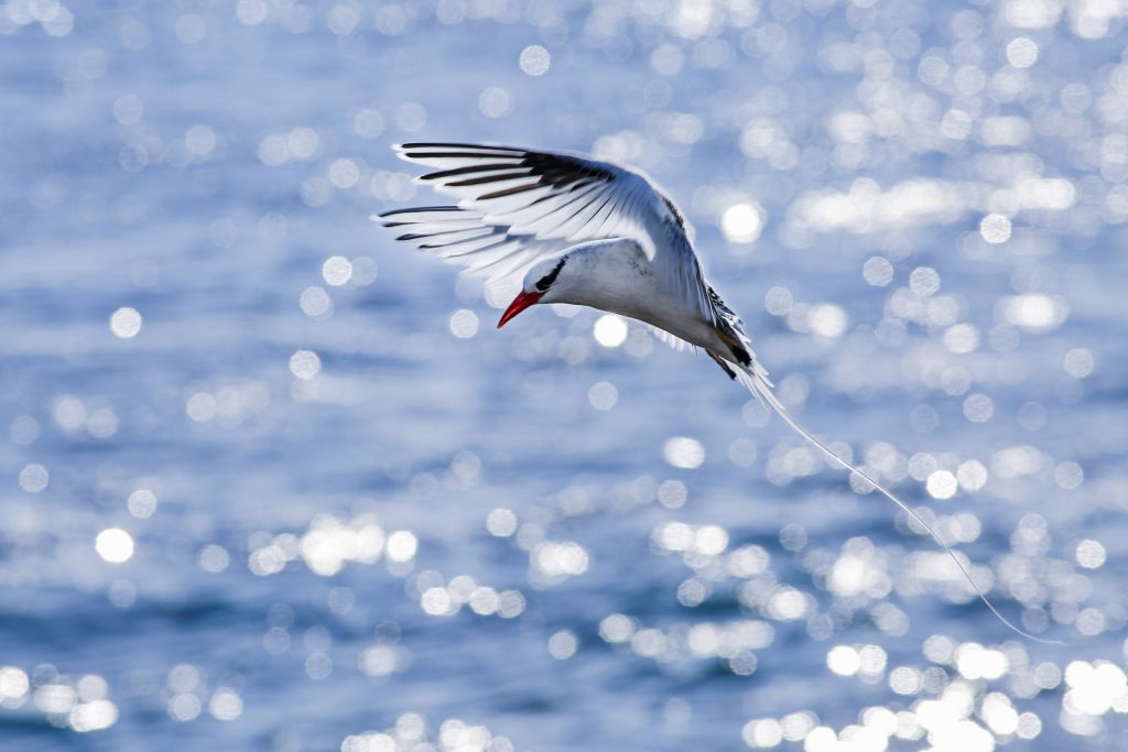 Red-billed Tropicbird (2), 红嘴鹲, Phaethon aethereus