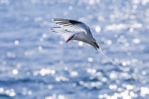 Red-billed Tropicbird (2), 红嘴鹲, Phaethon aethereus Thumbnail