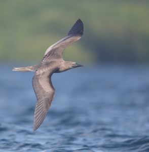 Red-footed Booby (1), 红脚鲣鸟, Sula sula Thumbnail