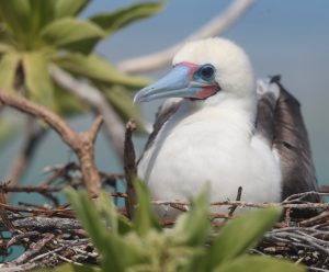 Red-footed Booby (2), 红脚鲣鸟, Sula sula Thumbnail