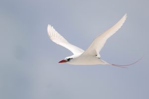Red-tailed Tropicbird (1), 红尾鹲, Phaethon rubricaud Thumbnail