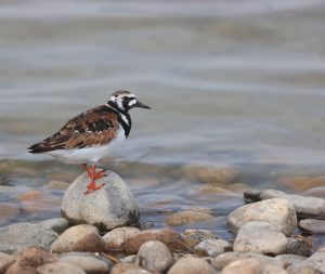 Ruddy Turnstone (1), 翻石鹬, Arenaria interpres Thumbnail