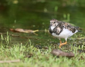 Ruddy Turnstone (2), 翻石鹬, Arenaria interpres Thumbnail