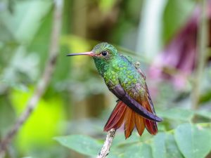 Rufous-tailed Hummingbird, 棕尾蜂鸟, Amazilia tzacatl Thumbnail