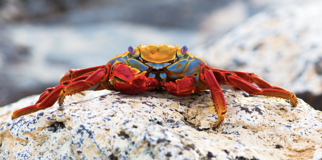Sally Lightfoot Crab, 莎莉莱特福特蟹